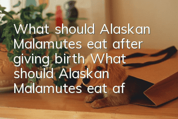 What should Alaskan Malamutes eat after giving birth? What should Alaskan Malamutes eat after giving birth?