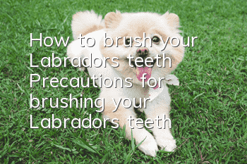 How to brush your Labrador’s teeth Precautions for brushing your Labrador’s teeth