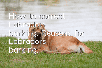 How to correct Labrador's barking. Reasons for Labrador's barking.