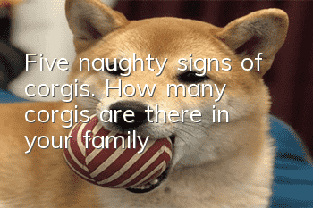 Five naughty signs of corgis. How many corgis are there in your family?