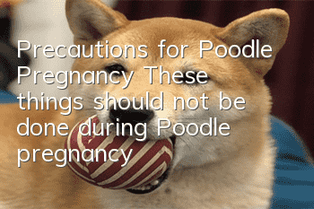 Precautions for Poodle Pregnancy: These things should not be done during Poodle pregnancy