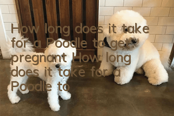 How long does it take for a Poodle to get pregnant? How long does it take for a Poodle to get pregnant?