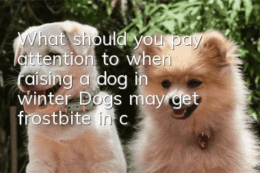 What should you pay attention to when raising a dog in winter? Dogs may get frostbite in cold weather