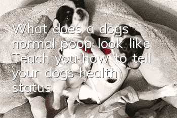 What does a dog’s normal poop look like? Teach you how to tell your dog’s health status from its poop