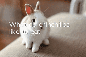 What do chinchillas like to eat?