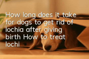 How long does it take for dogs to get rid of lochia after giving birth? How to treat lochia for dogs under the lower limbs?