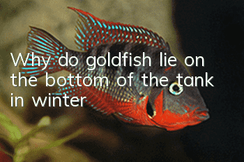 Why do goldfish lie on the bottom of the tank in winter?