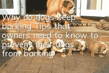 Why do dogs keep barking? Tips that owners need to know to prevent their dogs from barking!