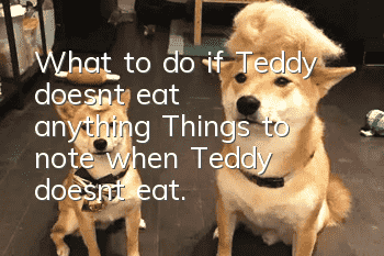 What to do if Teddy doesn’t eat anything? Things to note when Teddy doesn’t eat.