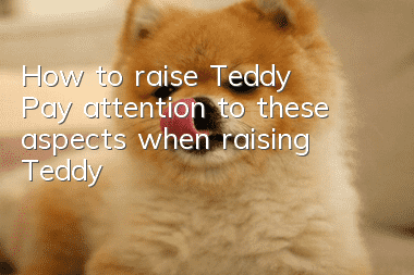 How to raise Teddy? Pay attention to these aspects when raising Teddy