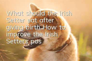 What should the Irish Setter eat after giving birth? How to improve the Irish Setter's postpartum diet?