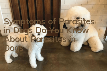 Symptoms of Parasites in Dogs Do You Know About Parasites in Dogs?