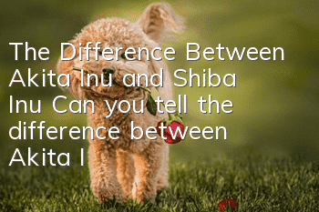 The Difference Between Akita Inu and Shiba Inu Can you tell the difference between Akita Inu and Shiba Inu?