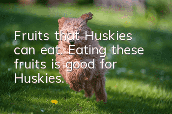 Fruits that Huskies can eat. Eating these fruits is good for Huskies.