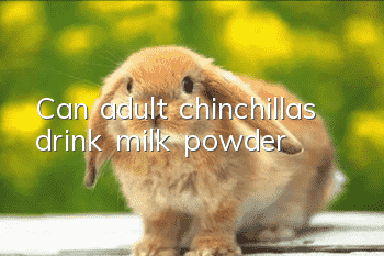 Can adult chinchillas drink milk powder?