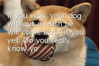 If you walk your dog without a leash, he will come back if you yell. Do you really know your dog?