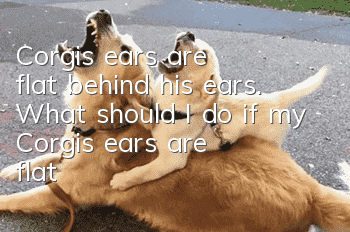 Corgi's ears are flat behind his ears. What should I do if my Corgi's ears are flat?