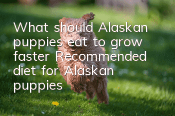 What should Alaskan puppies eat to grow faster? Recommended diet for Alaskan puppies