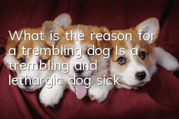 What is the reason for a trembling dog? Is a trembling and lethargic dog sick?