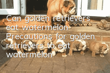 Can golden retrievers eat watermelon? Precautions for golden retrievers to eat watermelon