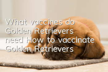 What vaccines do Golden Retrievers need? How to vaccinate Golden Retrievers?
