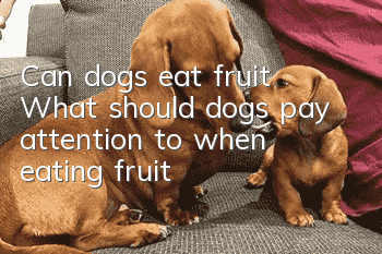 Can dogs eat fruit? What should dogs pay attention to when eating fruit?