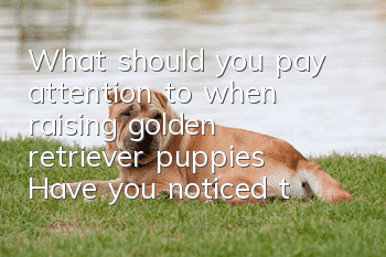 What should you pay attention to when raising golden retriever puppies? Have you noticed these when raising golden retrievers?