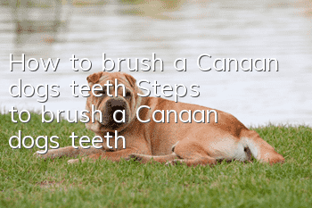 How to brush a Canaan dog's teeth Steps to brush a Canaan dog's teeth