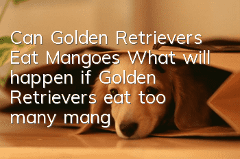 Can Golden Retrievers Eat Mangoes? What will happen if Golden Retrievers eat too many mangoes?