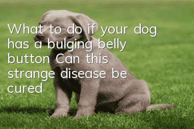 What to do if your dog has a bulging belly button? Can this strange disease be cured?