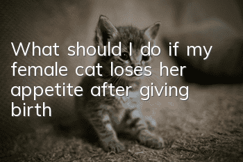 What should I do if my female cat loses her appetite after giving birth?