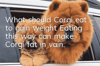 What should Corgi eat to gain weight? Eating this way can make Corgi fat in vain.