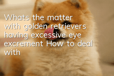 What’s the matter with golden retrievers having excessive eye excrement? How to deal with excessive eye excrement in golden retrievers?