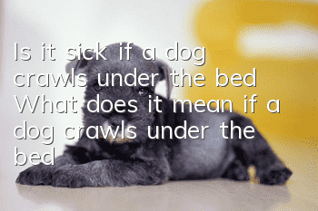 Is it sick if a dog crawls under the bed? What does it mean if a dog crawls under the bed?
