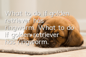 What to do if golden retriever has ringworm. What to do if golden retriever has ringworm.