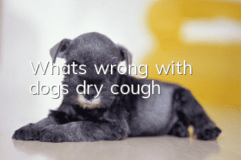 What’s wrong with dogs’ dry cough?