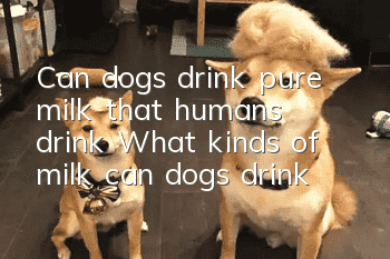 Can dogs drink pure milk that humans drink? What kinds of milk can dogs drink?