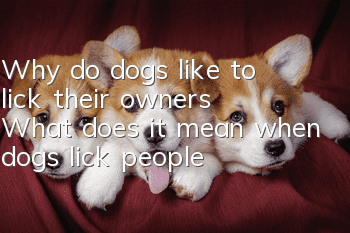 Why do dogs like to lick their owners? What does it mean when dogs lick people?