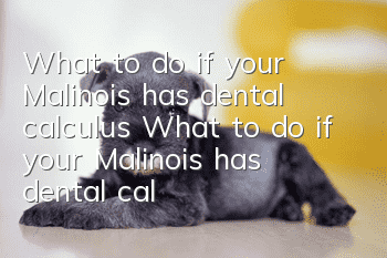 What to do if your Malinois has dental calculus What to do if your Malinois has dental calculus