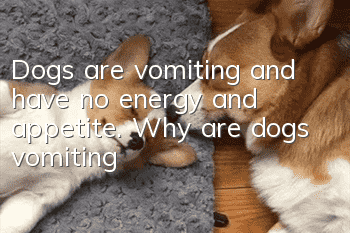 Dogs are vomiting and have no energy and appetite. Why are dogs vomiting?