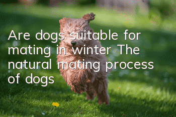 Are dogs suitable for mating in winter? The natural mating process of dogs