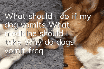 What should I do if my dog vomits? What medicine should I take? Why do dogs vomit frequently?