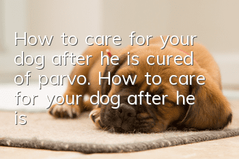 How to care for your dog after he is cured of parvo. How to care for your dog after he is cured of parvo.