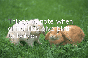 Things to note when chinchillas give birth to babies