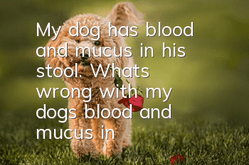 My dog has blood and mucus in his stool. What's wrong with my dog's blood and mucus in his stool?