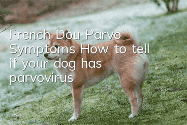 French Dou Parvo Symptoms How to tell if your dog has parvovirus?