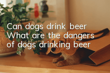 Can dogs drink beer? What are the dangers of dogs drinking beer?