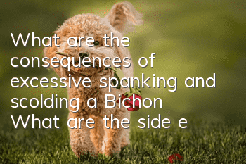 What are the consequences of excessive spanking and scolding a Bichon? What are the side effects of beating and scolding a Bichon?
