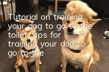 Tutorial on training your dog to go to the toilet Tips for training your dog to go to the toilet at a fixed location