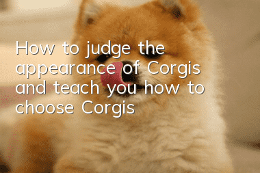 How to judge the appearance of Corgis and teach you how to choose Corgis